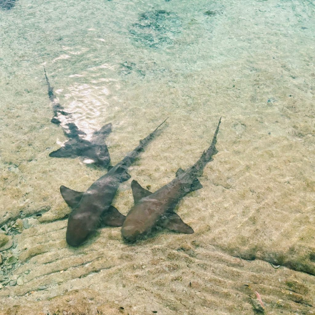 Nurse Sharks