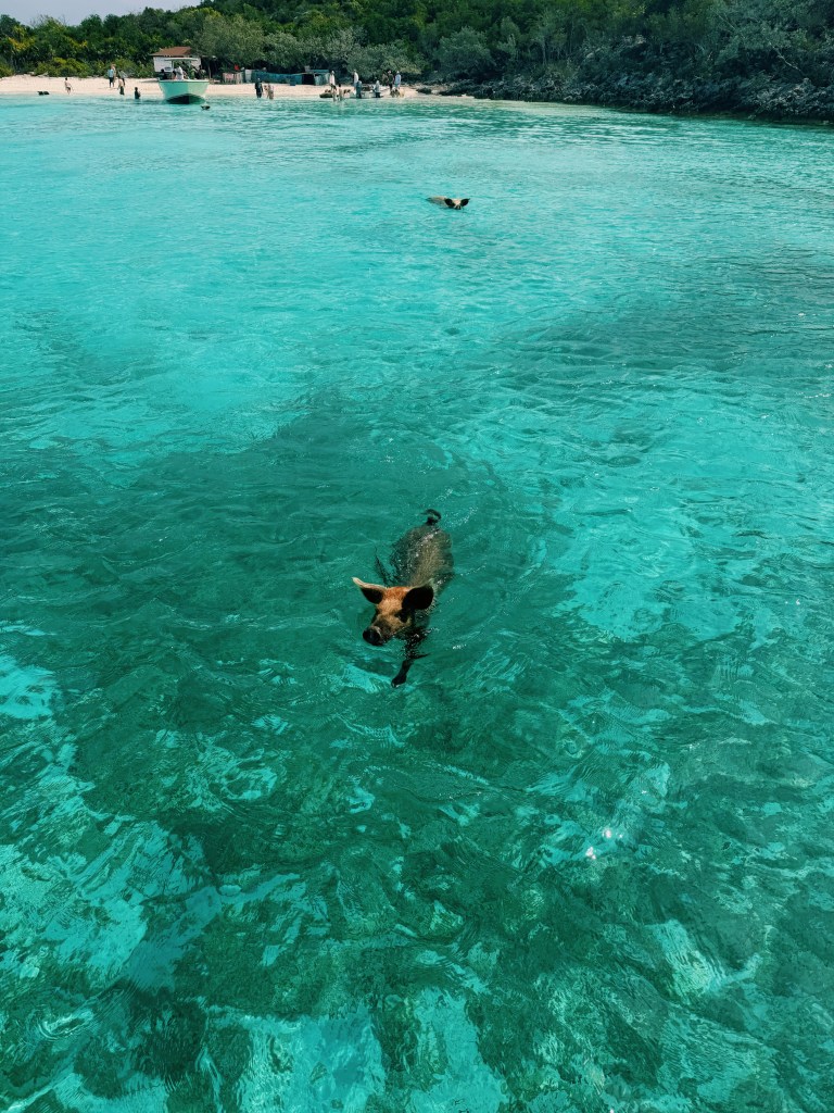 Swimming pigs Exuma