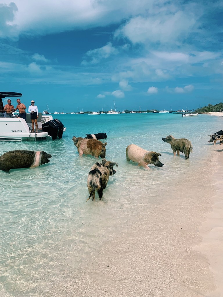 Swimming pigs Exuma